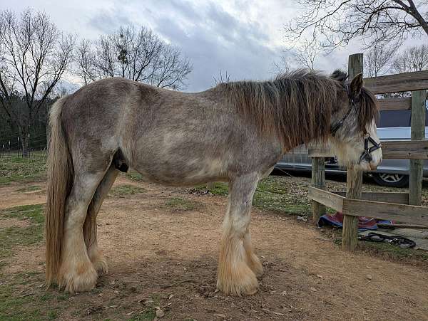 gypsy-vanner-stallion