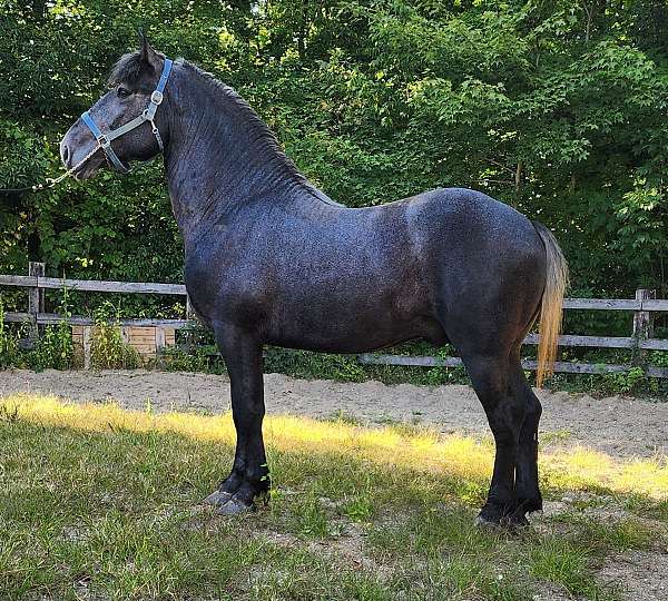 grey-halter-harness-horse