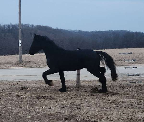 fhh-friesian-stallion