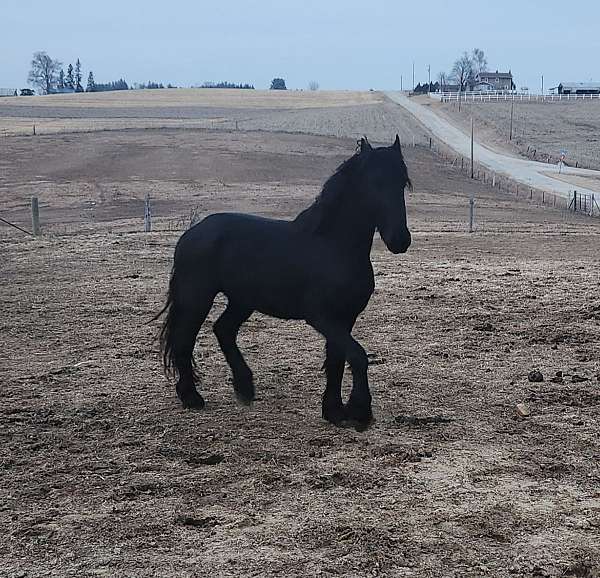 fhh-friesian-horse