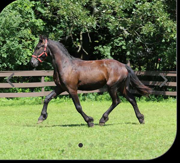 tobiano-barock-pinto-horse