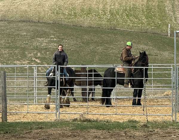 black-fhh-horse