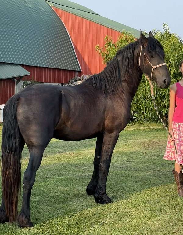 fhh-stallion