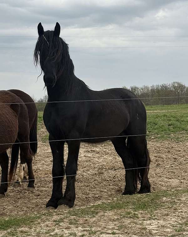 fhh-friesian-stallion