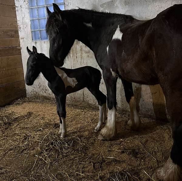 fhh-friesian-horse