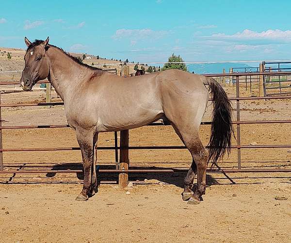 grulla-star-snip-horse