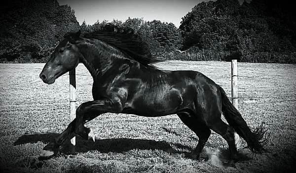 crossbred-percheron-horse