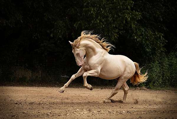 cream-andalusian-horse