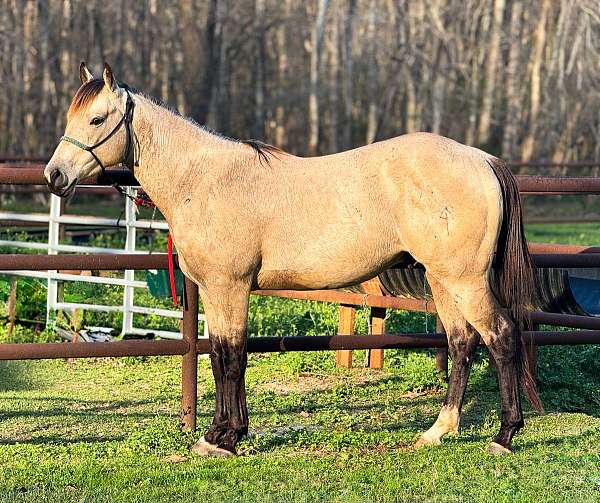 buckskin-sock-star-horse