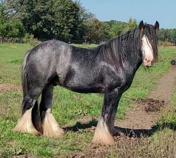 blue-eye-horse