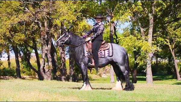 blue-roan-roan-gypsy-vanner-for-sale