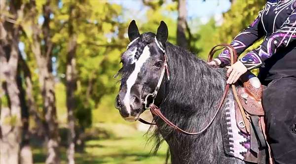 blue-roan-roan-gypsy-vanner-horse