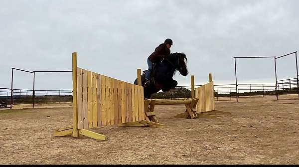 blue-roan-roan-gypsy-vanner