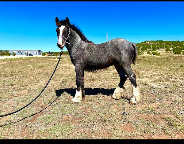 gypsy-vanner-horse-for-sale