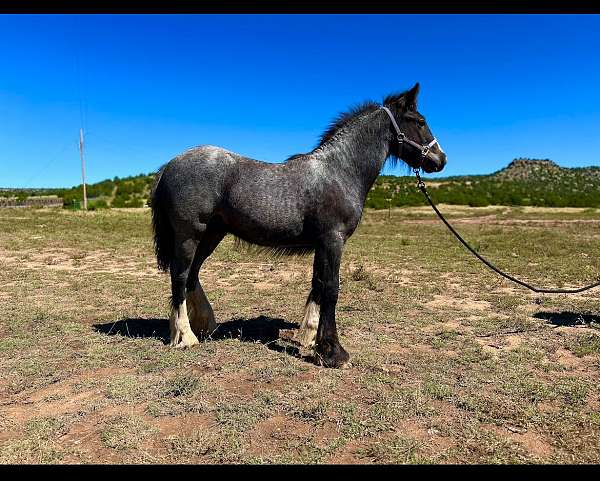 gypsy-vanner-horse