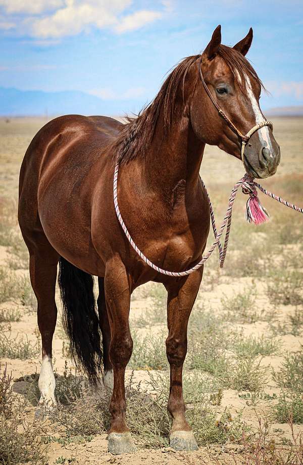 chestnut