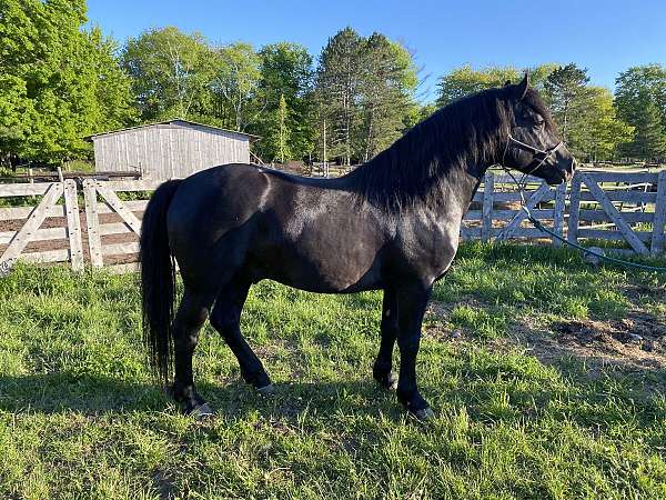 ashland-canadian-horse