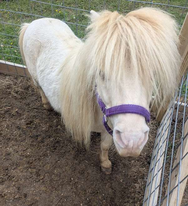 miniature-pony