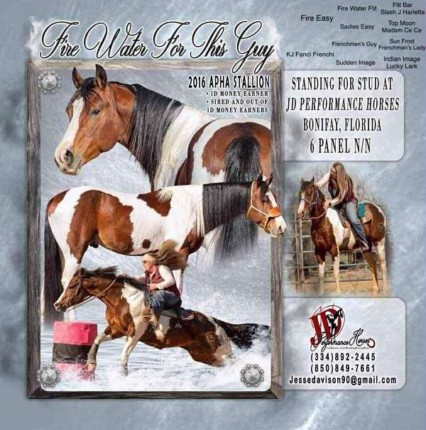 bay-white-horse