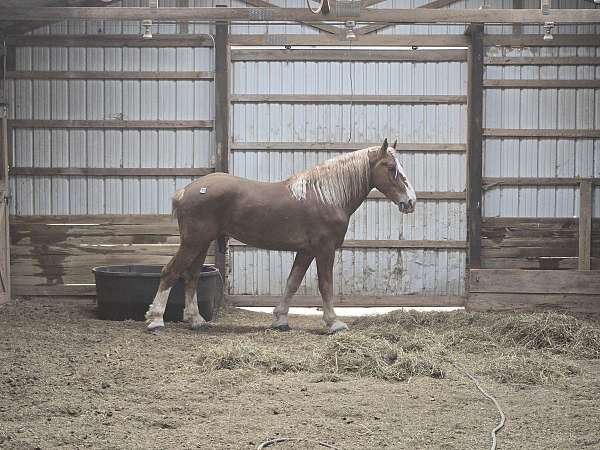 belgian-stallion