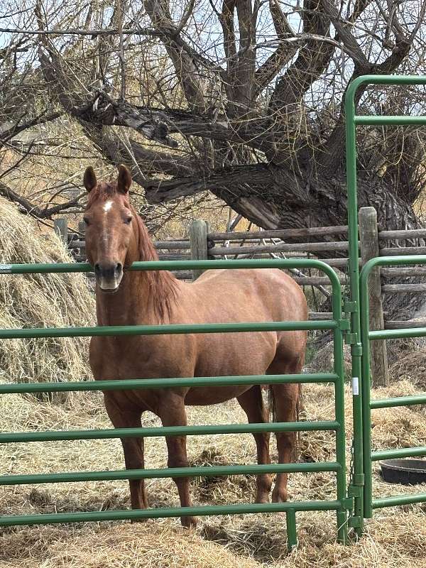 quarter-horse-stallion