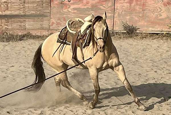 easy-going-horse
