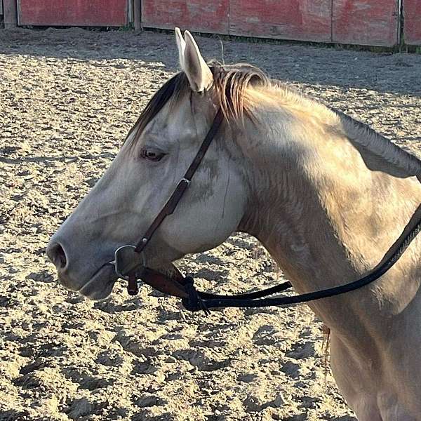 easy-going-stallion