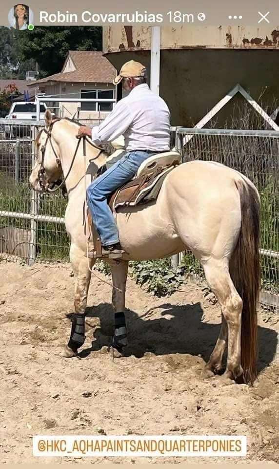 foundation-bred-homozygous-horse