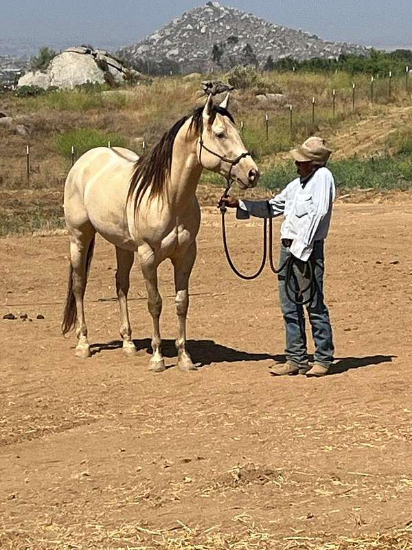 foundation-bred-homozygous