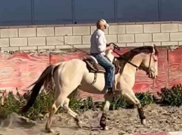 champagne-dun-horse