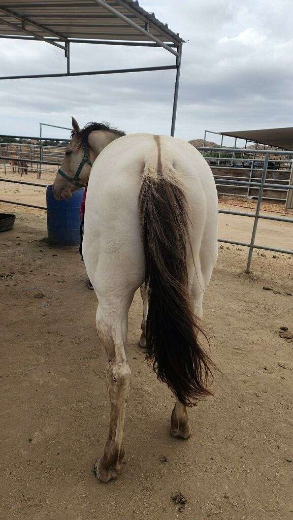 foundation-quarter-horse