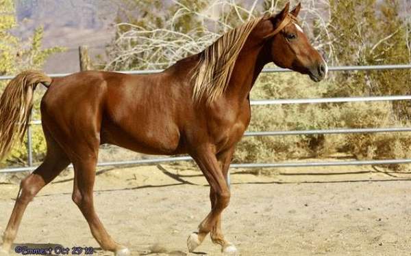 family-horse-arabian