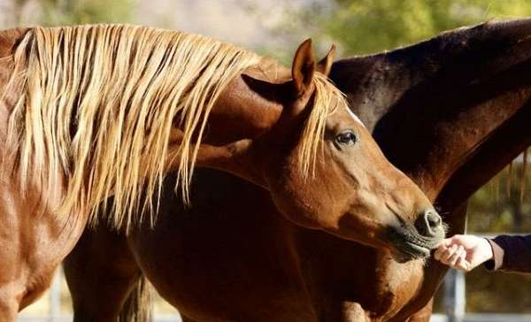 gentle-arabian-horse