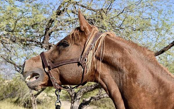 gentle-for-the-family-arabian-horse