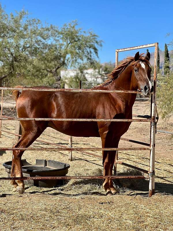 recreational-arabian-horse