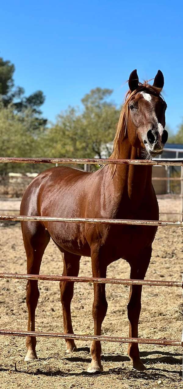 trail-arabian-horse