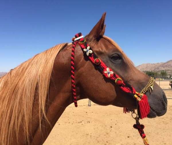 trail-riding-arabian-horse