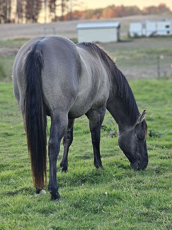 pa-quarter-horse