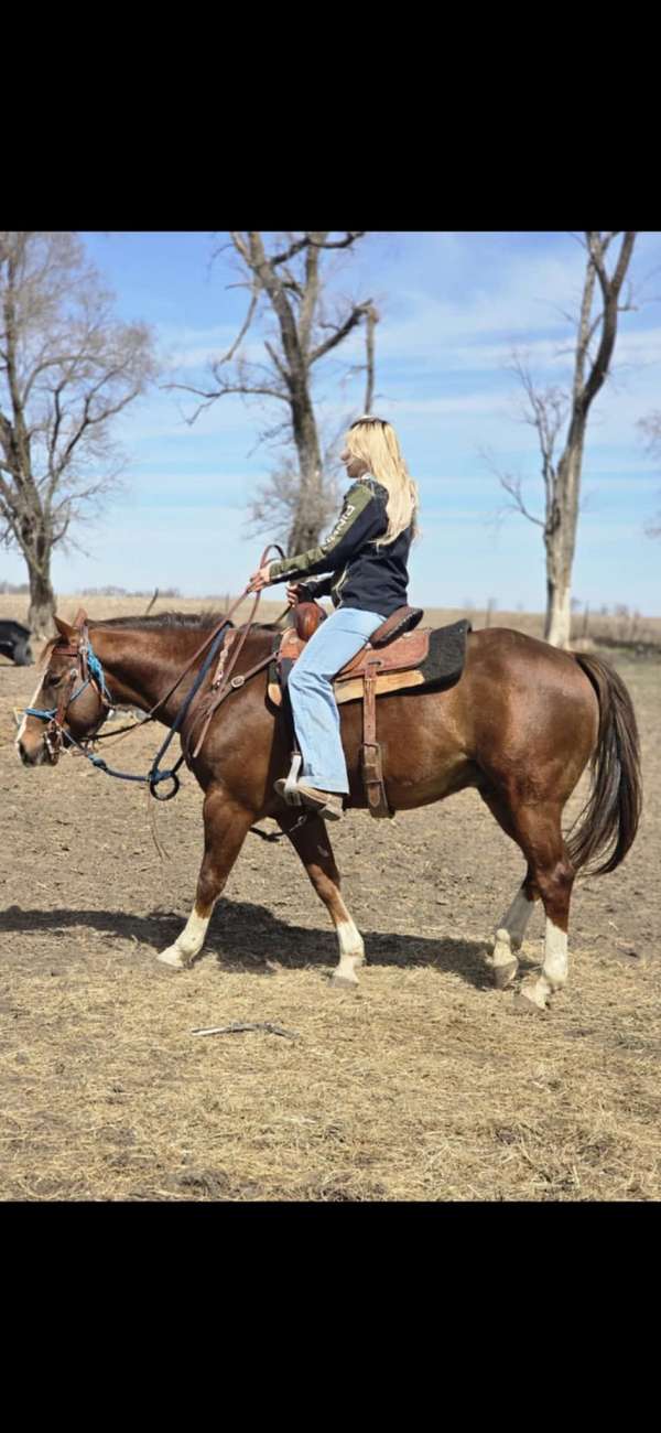 quarter-horse-stallion