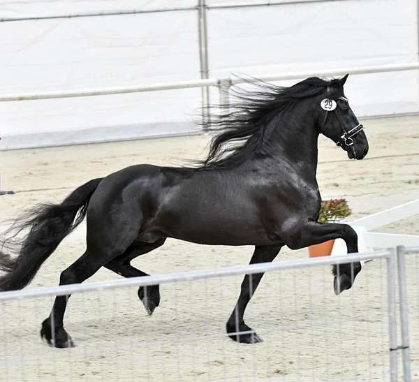 friesian-stallion-at-stud-horse