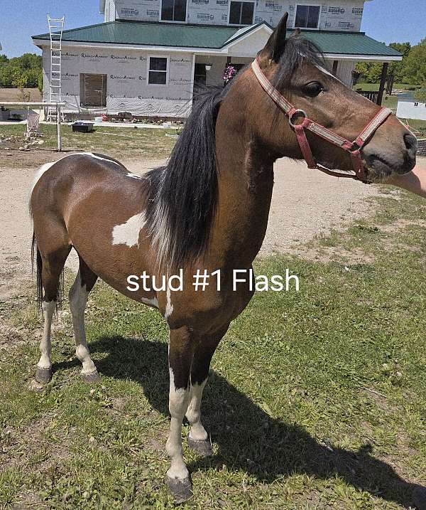 crossbred-pony-stallion