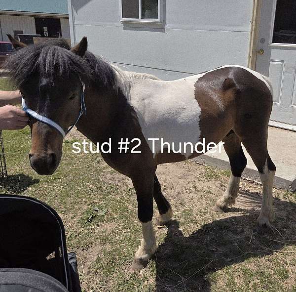 crossbred-pony-for-sale