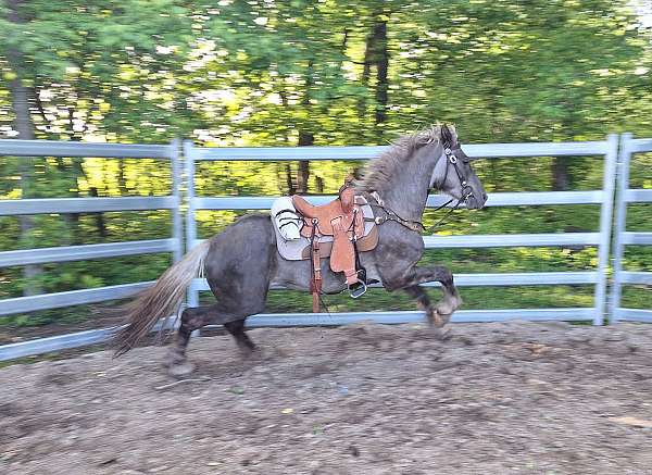 half-moon-face-marking-pony