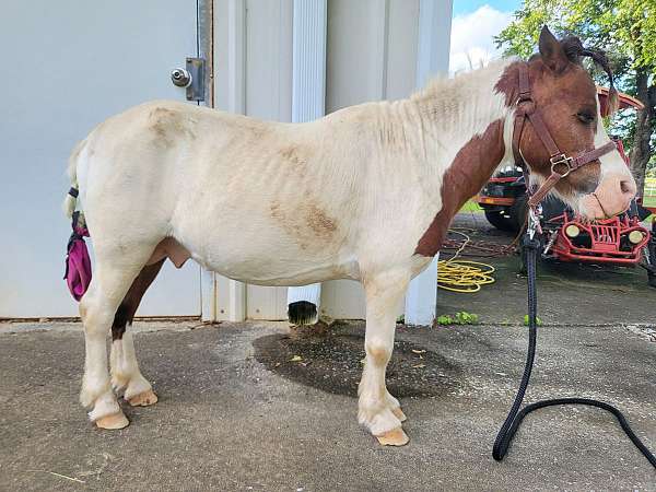 bay-pinto-horse