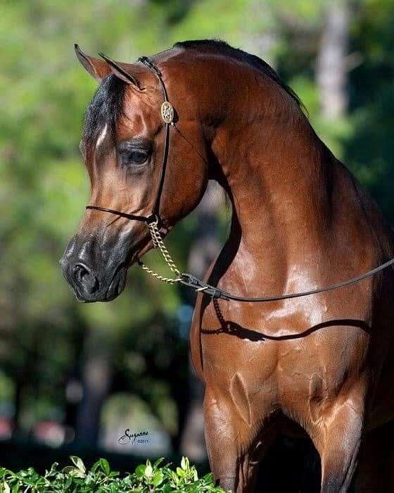 arabian-half-arabian-horse-for-sale