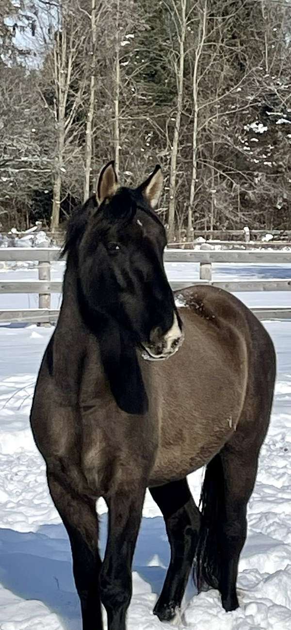 dun-w-blk-points-white-socks-horse