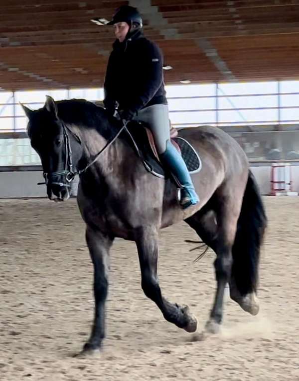 black-irish-draught-horse