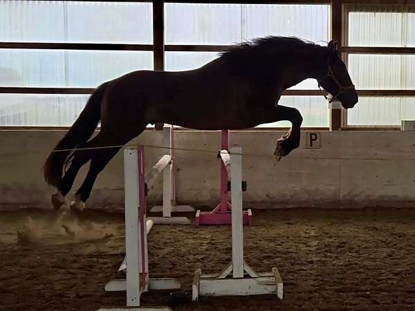dun-irish-draught-horse