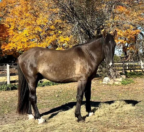 dun-factor-irish-draught-horse