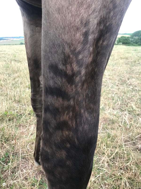 four-year-old-irish-draught-horse
